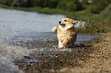 CORGI PEMBROKE 762